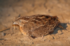 Red-chested Button-Quail Cape York QLD