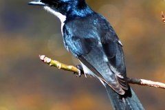 RESTLESS-FLYCATCHER-DARWIN-NT