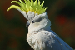 SULPHUR-CRESTED-COCKATOO-MORNINGTON-VIC