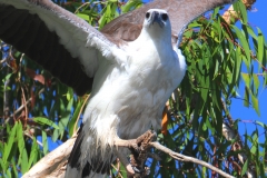 WHITE-BELLIED-SEA-EAGLE-DARWIN-NT.