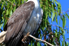 WHITE-BELLIED-SEA-EAGLE-DARWIN-NT