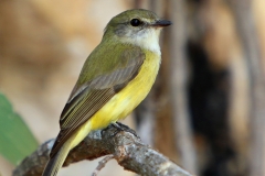 WHITE-THROATED-GERYGONE-DAWIN-NT