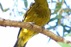 YELLOW-ORIOLE-PALM-COVE-FNQ