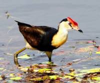 comb-crested-jakana-cattana-waters-qld