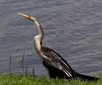 darter-rockhampton-qld