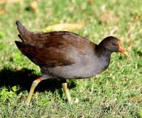 dusky-moorhen-bargara-qld