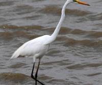 great-egret-cairns-qld