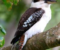 laughing-kookaburra-cairns-qld_0