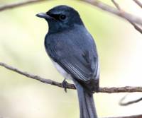 leaden-flycatcher-cattana-waters-qld