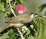 lewins-honeyeater