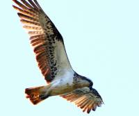 osprey-palm-cove-qld