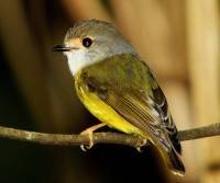 pale-yellow-robin-mt-malloy-qld