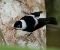 pied-monark-mt-malloy-qld