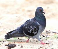 rock-dove-cairns-qld