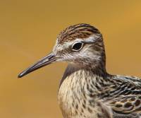 sharp-tailed-sandpiper-birdsville-track