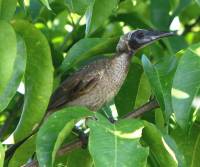 silver-crowned-friabird-tyto-wetlands-qld