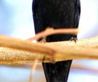 spangled-drongo-cairns-qld