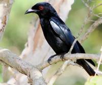 spangled-drongo-tyto-wetlands-qld