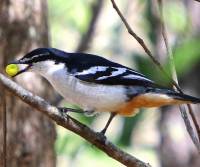 varied-triller-cairns-qld