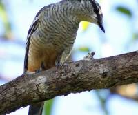 varied-triller-tyto-wetlands-qld