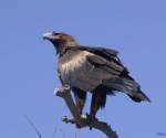 wedge-tailed-eagle