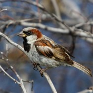 Photographing the Australian Birds