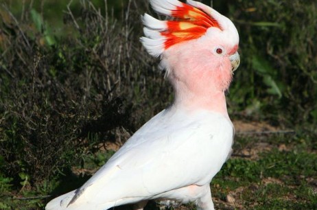 Major Mitchells Cockatoo