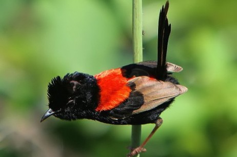 Red Backed Fairy Wren