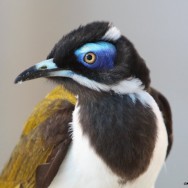 Blue Faced Honeyeater