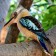 Blue Winged Kookaburra