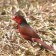 Crimson Finch