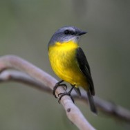 Eastern Yellow Robin